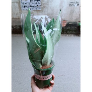 Chậu Lưỡi Hổ Bạc