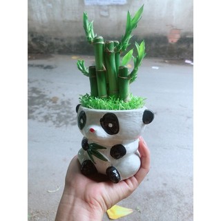 Chậu Trúc Phát Tài