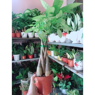 Kim Ngân Thắt Bính 5 Thân