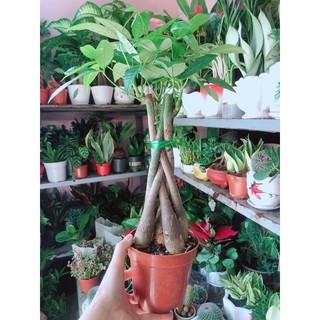 Kim Ngân Thắt Bính 5 Thân