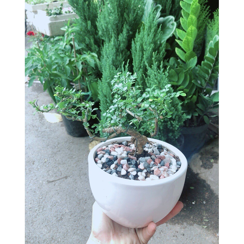 Chậu Cây Cần Thăng