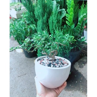 Chậu Cây Cần Thăng