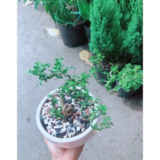 Chậu Cây Cần Thăng