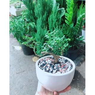 Chậu Cây Cần Thăng