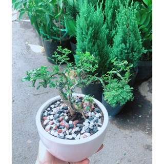 Chậu Cây Cần Thăng