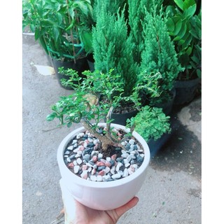Chậu Cây Cần Thăng