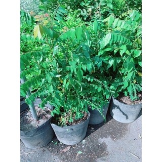 Cây Khế Size Lớn Cho Sai Trái