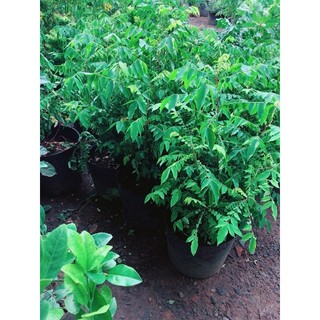 Cây Khế Size Lớn Cho Sai Trái