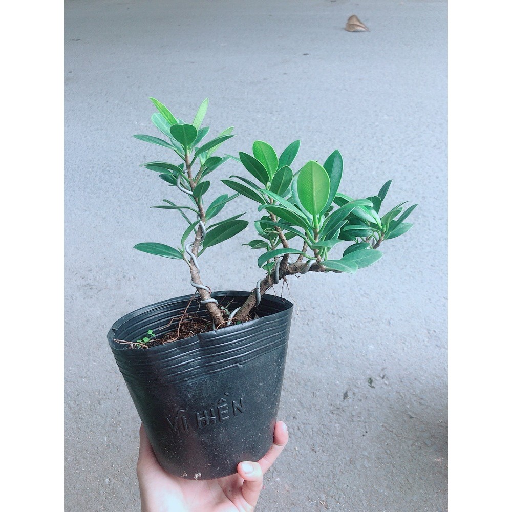 Cây Da Nhật Bonsai