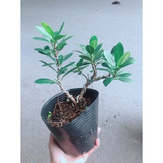 Cây Da Nhật Bonsai