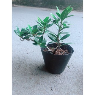 Cây Da Nhật Bonsai