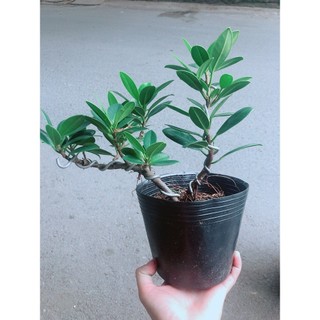 Cây Da Nhật Bonsai