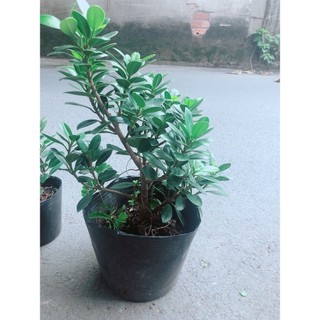 Cây Da Nhật Bonsai