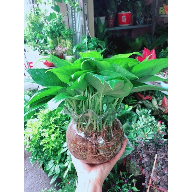 Chậu Trầu Bà Thái Thuỷ Sinh