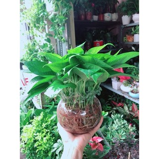 Chậu Trầu Bà Thái Thuỷ Sinh