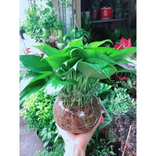 Chậu Trầu Bà Thái Thuỷ Sinh