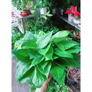 Chậu Trầu Bà Thái Thuỷ Sinh