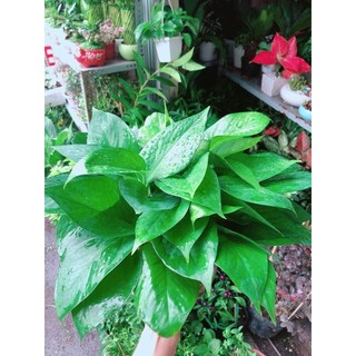 Chậu Trầu Bà Thái Thuỷ Sinh