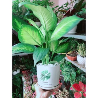 Chậu Cây Vạn Niên Thanh