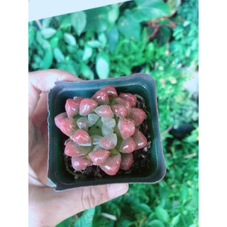 Kim Cương Copi Hàng Bán Chạy