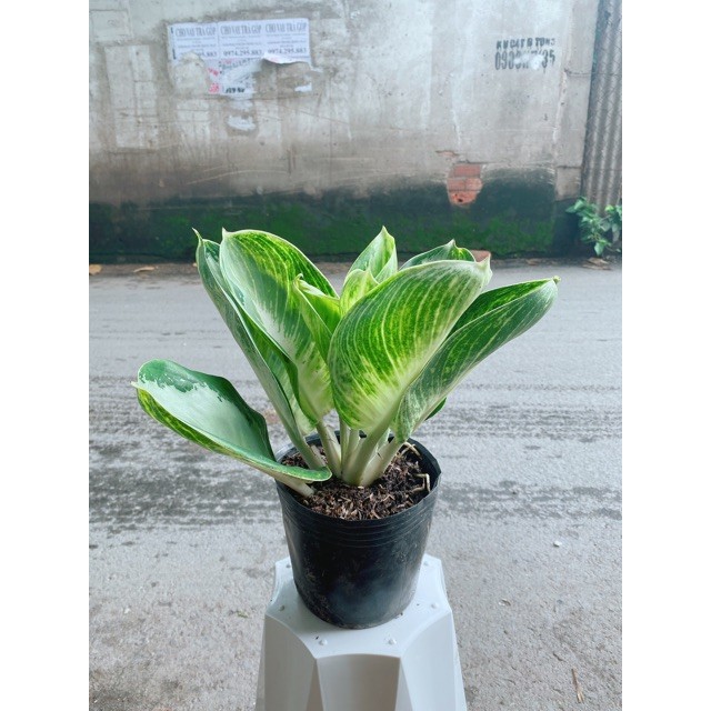 Cây Tài Lộc Xanh