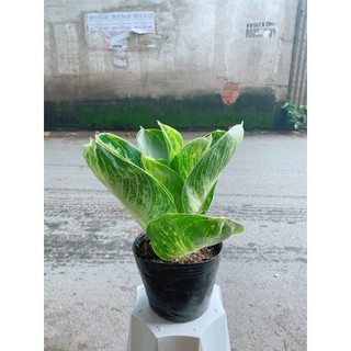 Cây Tài Lộc Xanh