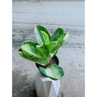 Cây Tài Lộc Xanh