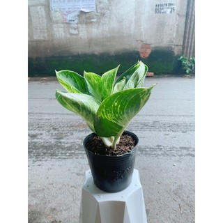 Cây Tài Lộc Xanh