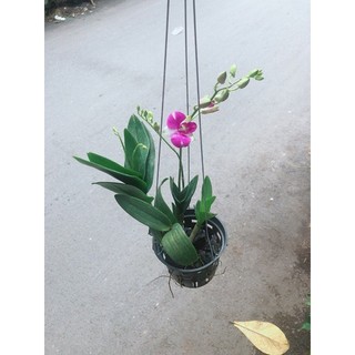Chậu Lan Dendro Tím