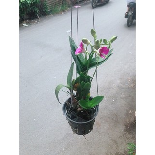 Chậu Lan Dendro Tím