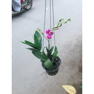 Chậu Lan Dendro Tím
