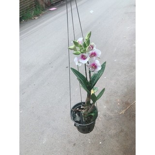 Chậu Lan Dendro Tím