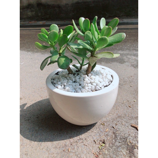 Chậu Cây Ngọc Bích