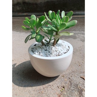 Chậu Cây Ngọc Bích