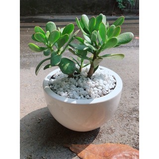 Chậu Cây Ngọc Bích