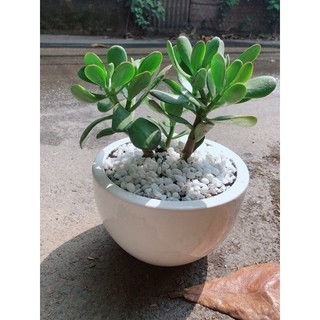Chậu Cây Ngọc Bích