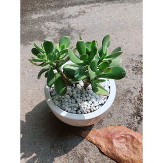 Chậu Cây Ngọc Bích