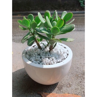 Chậu Cây Ngọc Bích