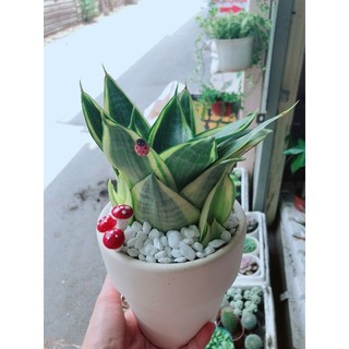 Chậu lưỡi hổ thái búp sen