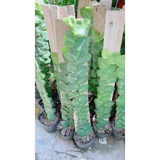 Cây Thằn Lằn(tắc kè) cao 70cm