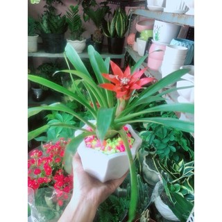 Chậu Phong Lộc Hoa