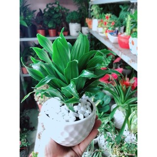 Chậu Cây Phát Tài Lá