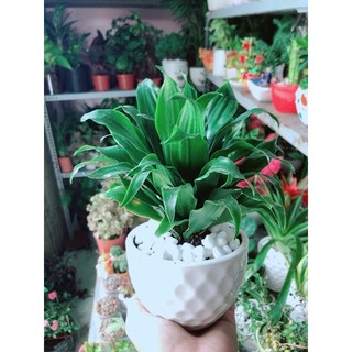 Chậu Cây Phát Tài Lá