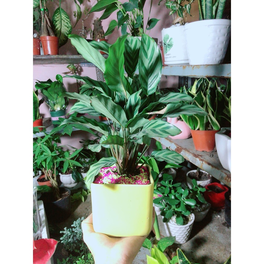 Chậu Cây Đuôi Công Xanh
