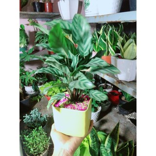 Chậu Cây Đuôi Công Xanh