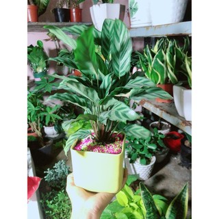 Chậu Cây Đuôi Công Xanh