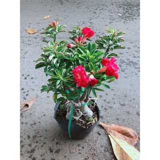 Cây Sứ Thái