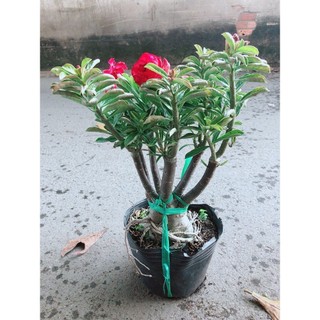 Cây Sứ Thái