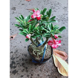 Cây Sứ Thái