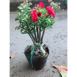 Cây Sứ Thái